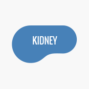 Kidney Pool Shape