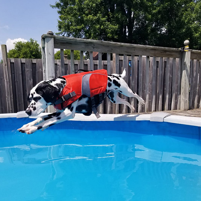 dog in pool