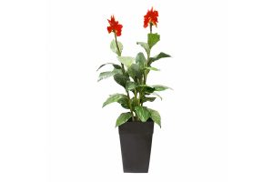 Outdoor Artificial Plants